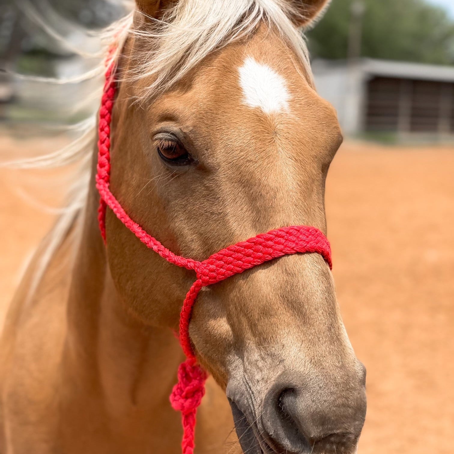 Mule Tape Halters - Assorted Colors-