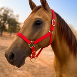 Red Nylon Horse Halter NHRED