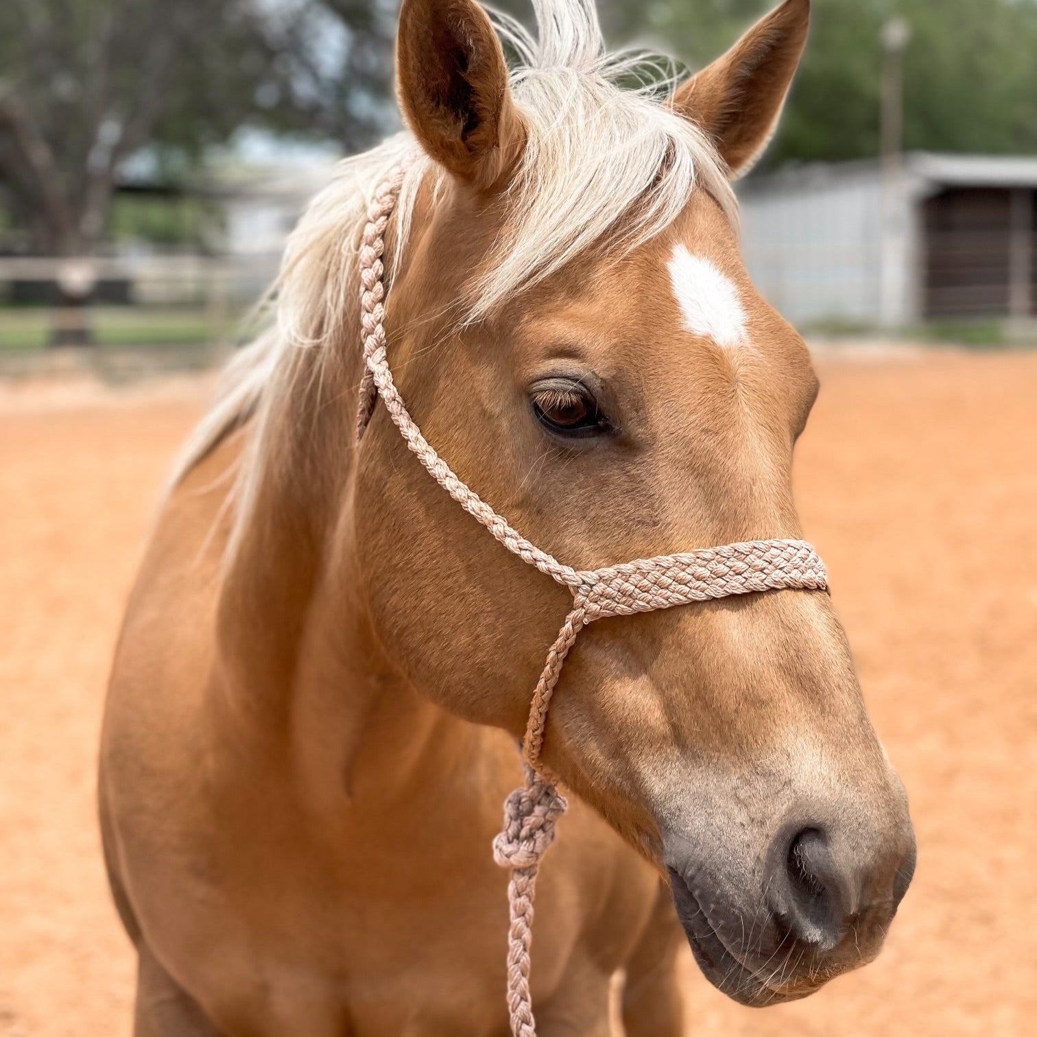 Mule Tape Halters - Assorted Colors-