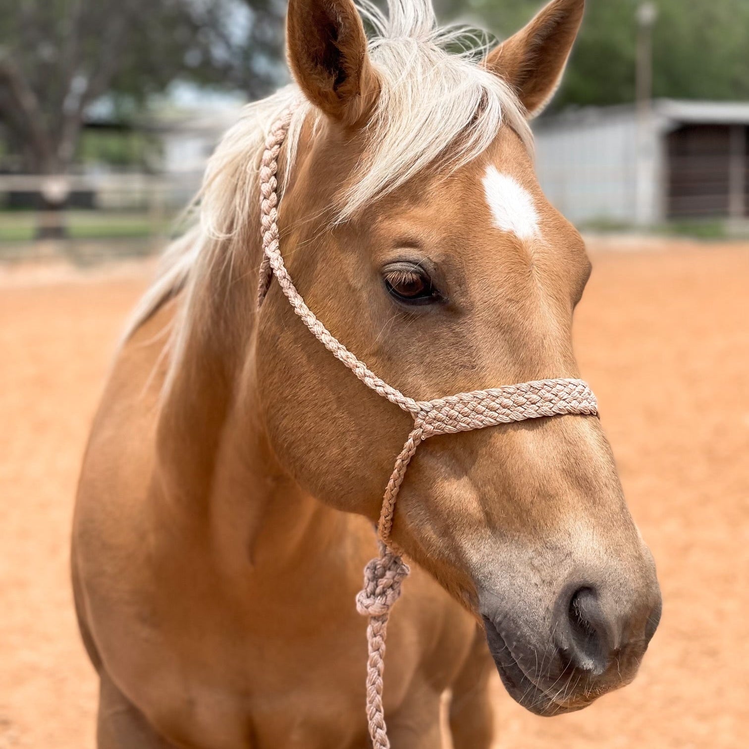 Tan Mule Tape Halter