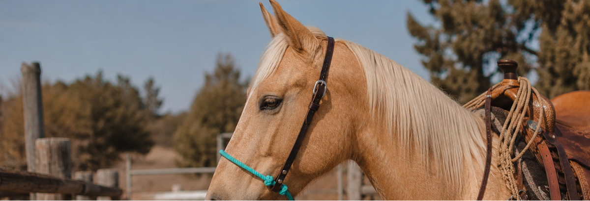 A light tan horse in profile wearing a tie down hanger tack  with a turquoise lariat noseband and a brown leather saddle with rope details, set against an outdoor background of trees and blue sky.