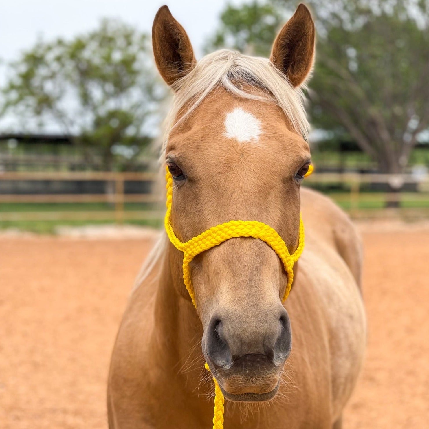 Yellow Mule Tape Halter