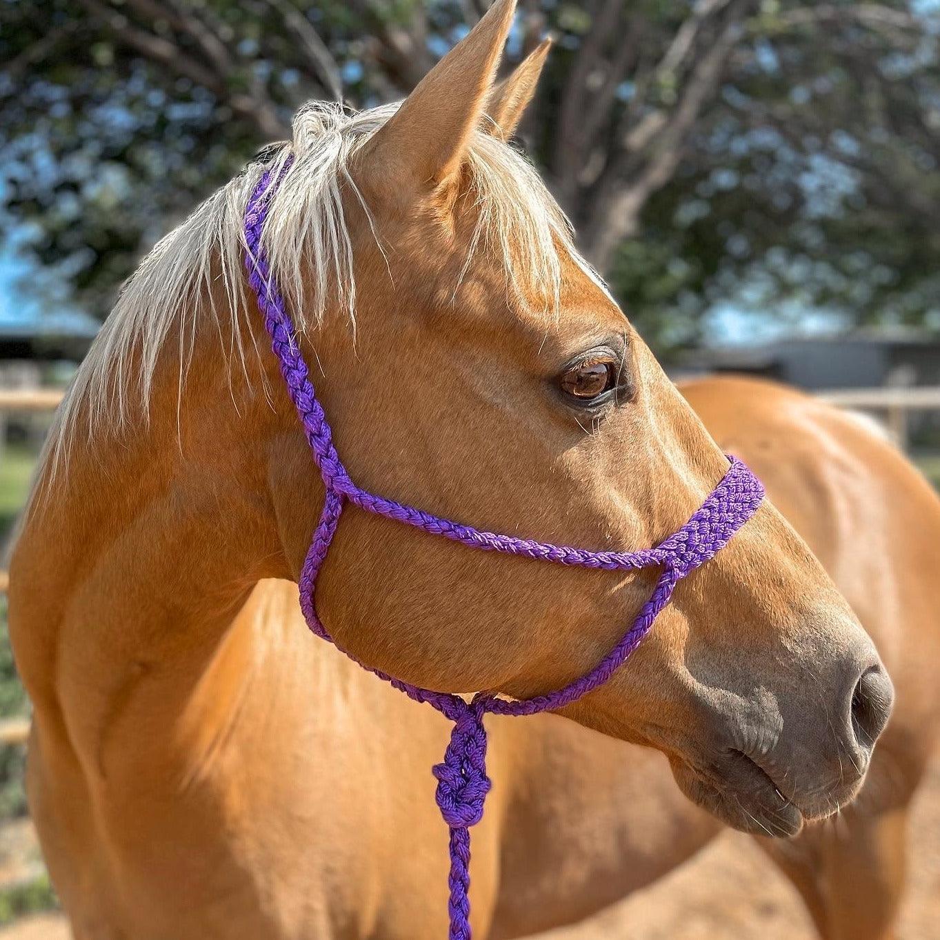 Purple Mule Tape Halter - RODEO DRIVE