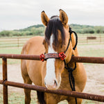 Black Mule Tape Halter - Red Rose #MT200 - RODEO DRIVE