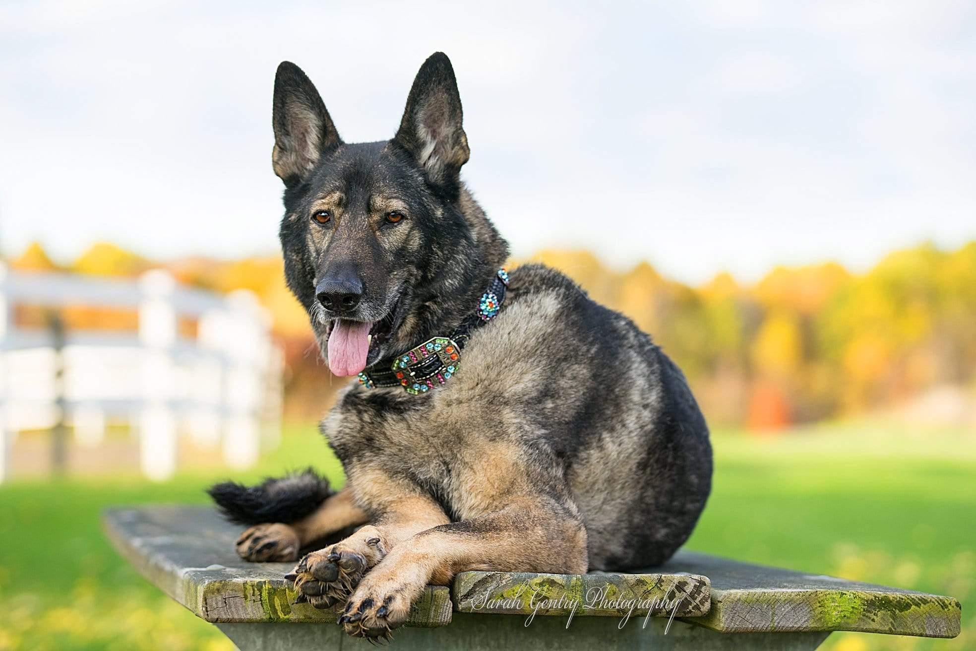 Dog Collars Rainbow Bridge Dog Collar