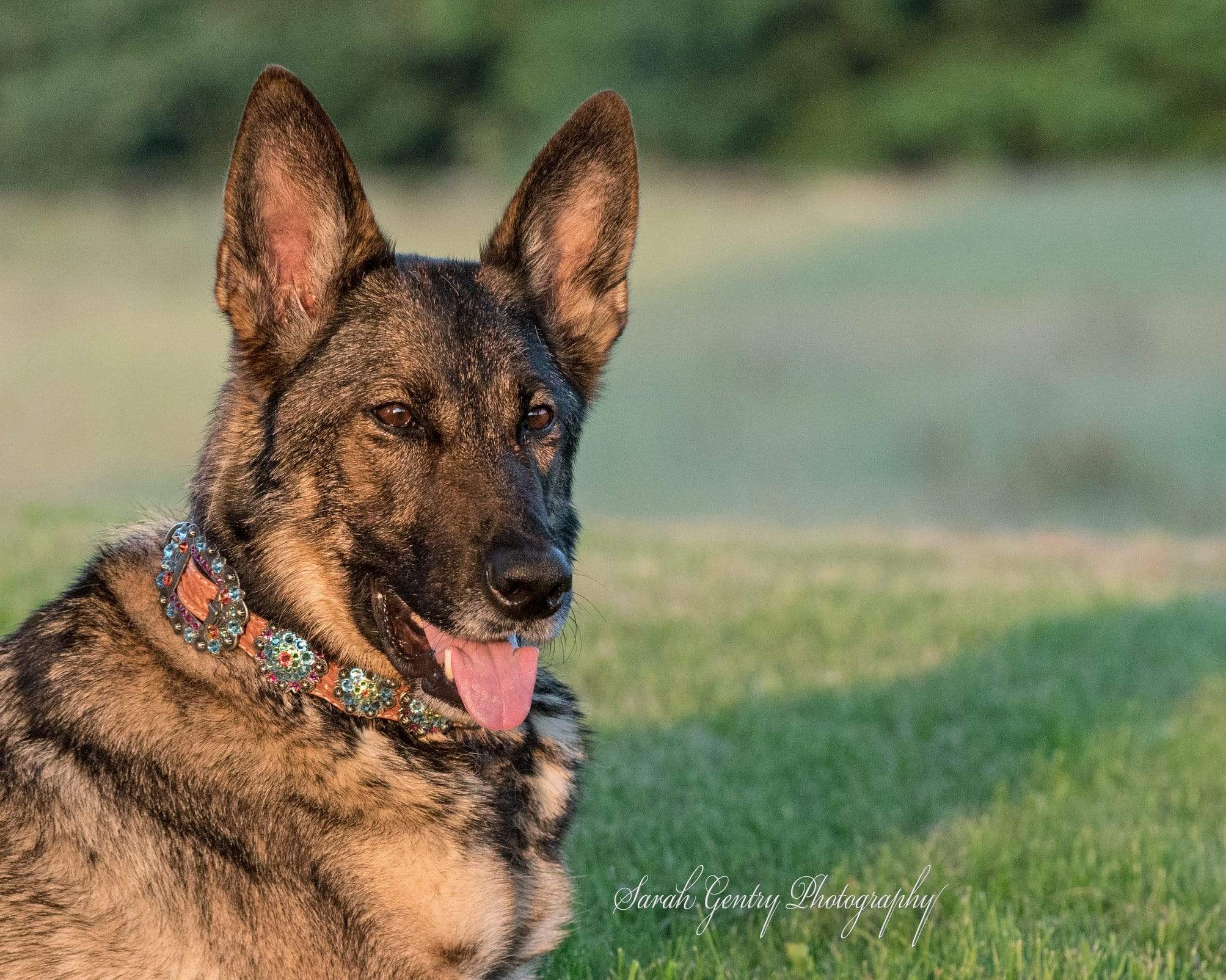 Dog Collars Rainbow Bridge Dog Collar