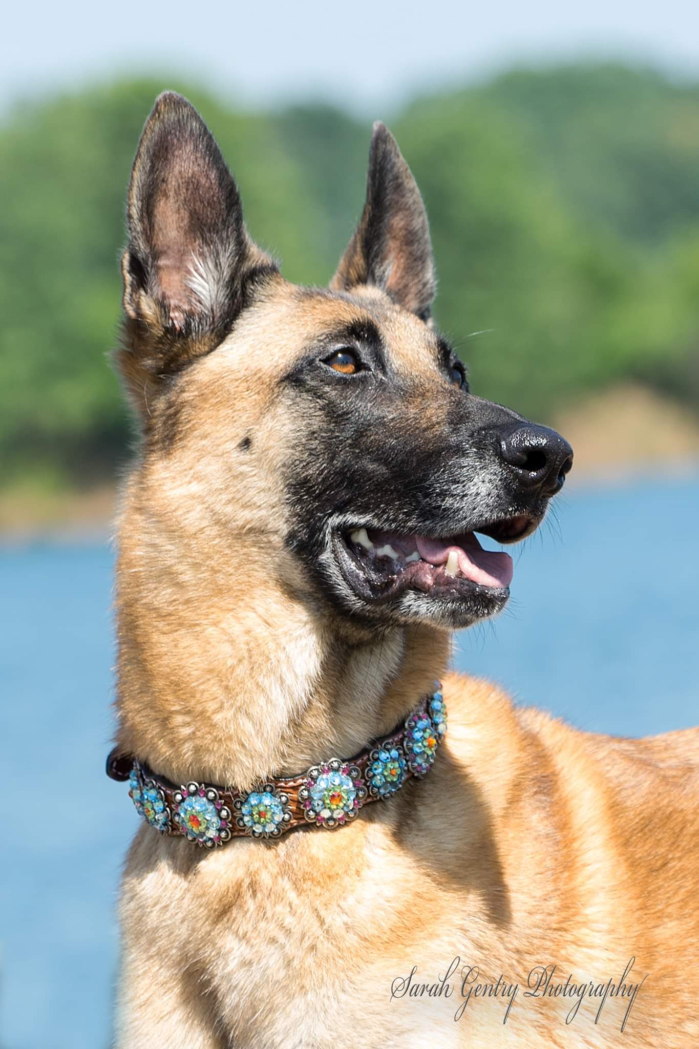 Dog Collars Rainbow Bridge Dog Collar