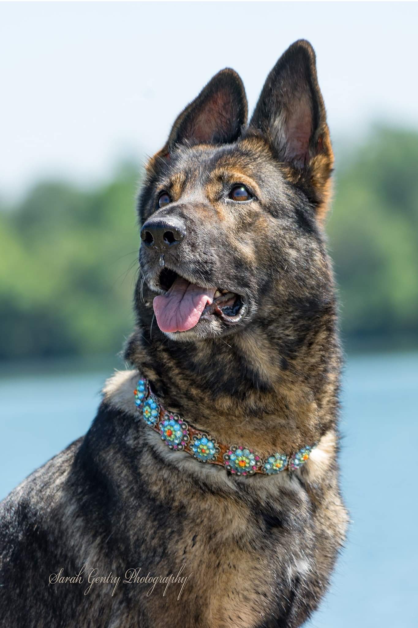 Dog Collars Rainbow Bridge Dog Collar