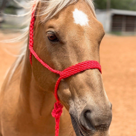 Red Mule Tape Halter - RODEO DRIVE